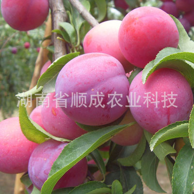 紅寶石李 紅寶石李