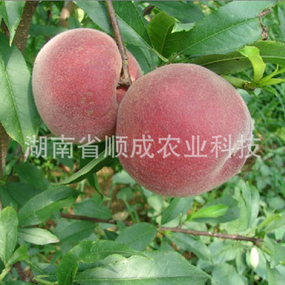 優(yōu)系春蜜桃 優(yōu)系春蜜桃