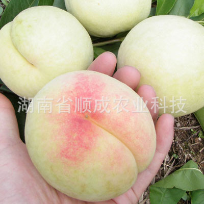 奉化水蜜桃 奉化水蜜桃