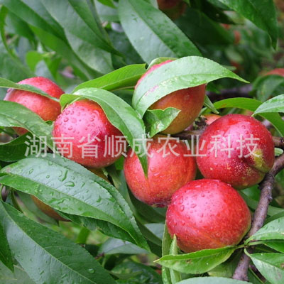 早油508油桃 早油508油桃